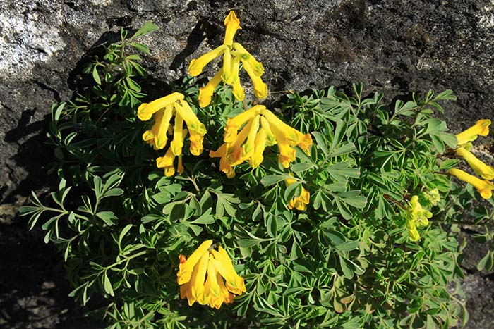 Corydalis Spring Flowers