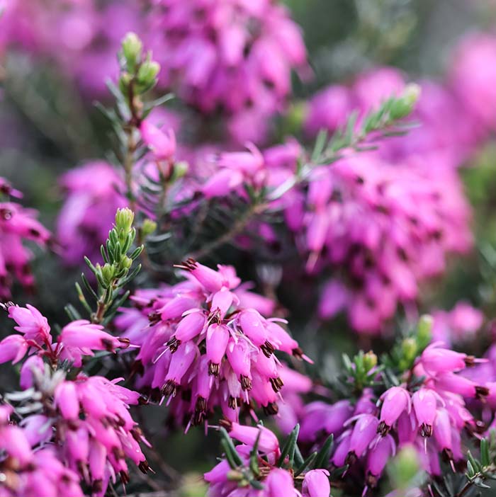 Erica Carnea Spring Flower