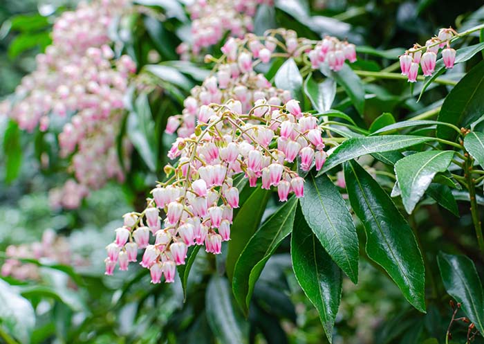 Japanese Pieris Spring Flowers