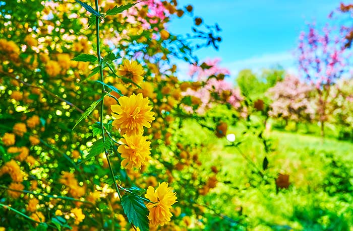 Kerria Japonica Spring Flowers