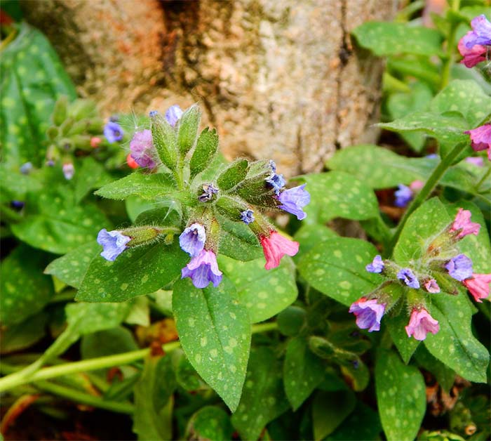 Lungwort Spring Flowers