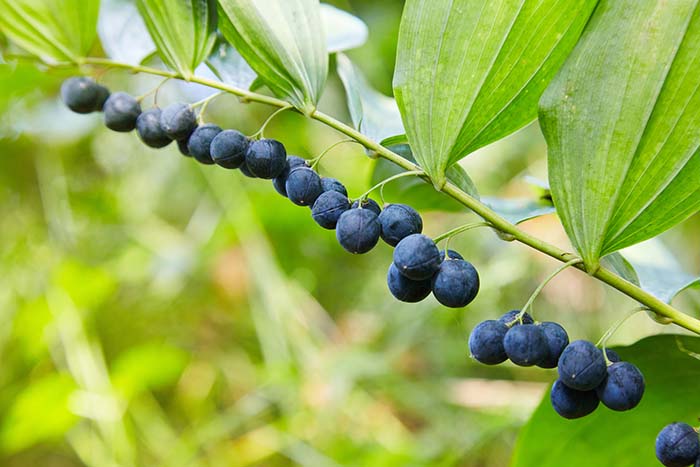 Polygonatum Spring Flowers