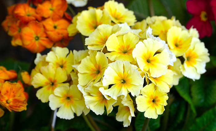 Primrose Spring Flowers