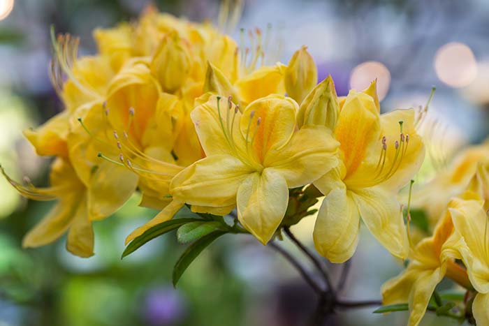 Rhododendron Golden Oriole Spring Flowers