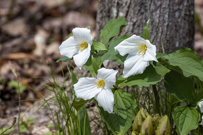 Trillium Grandiflorum Spring Flowers