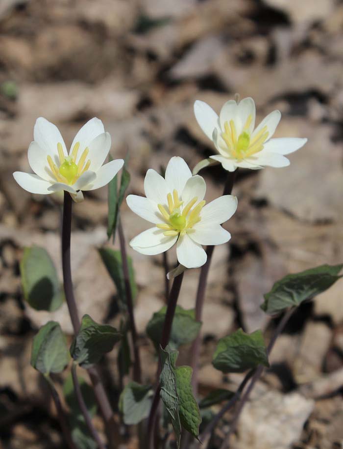 Twinleaf Spring Flowers