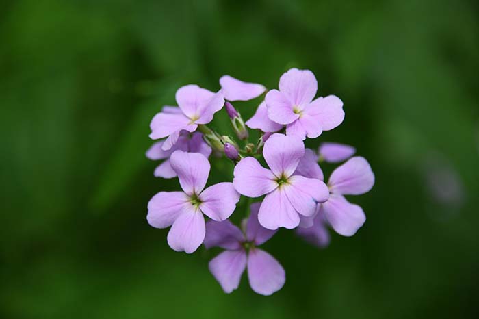 Woodland Phlox Spring Flowers