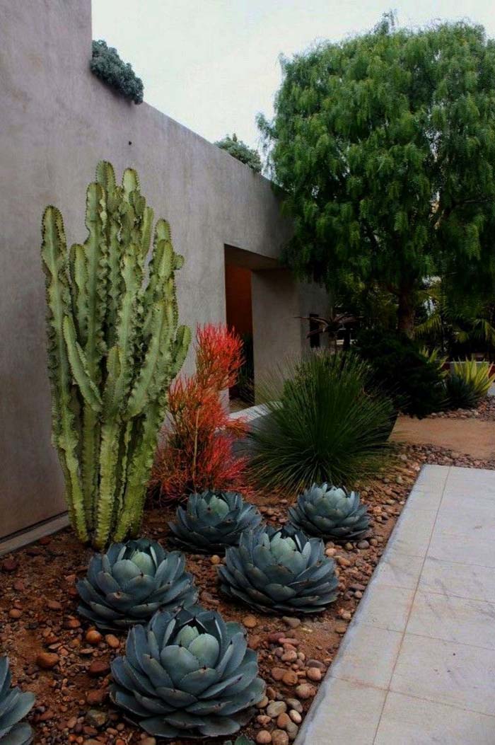Cacti in a Rock Garden #desertlandscaping #inexpensive #decorhomeideas