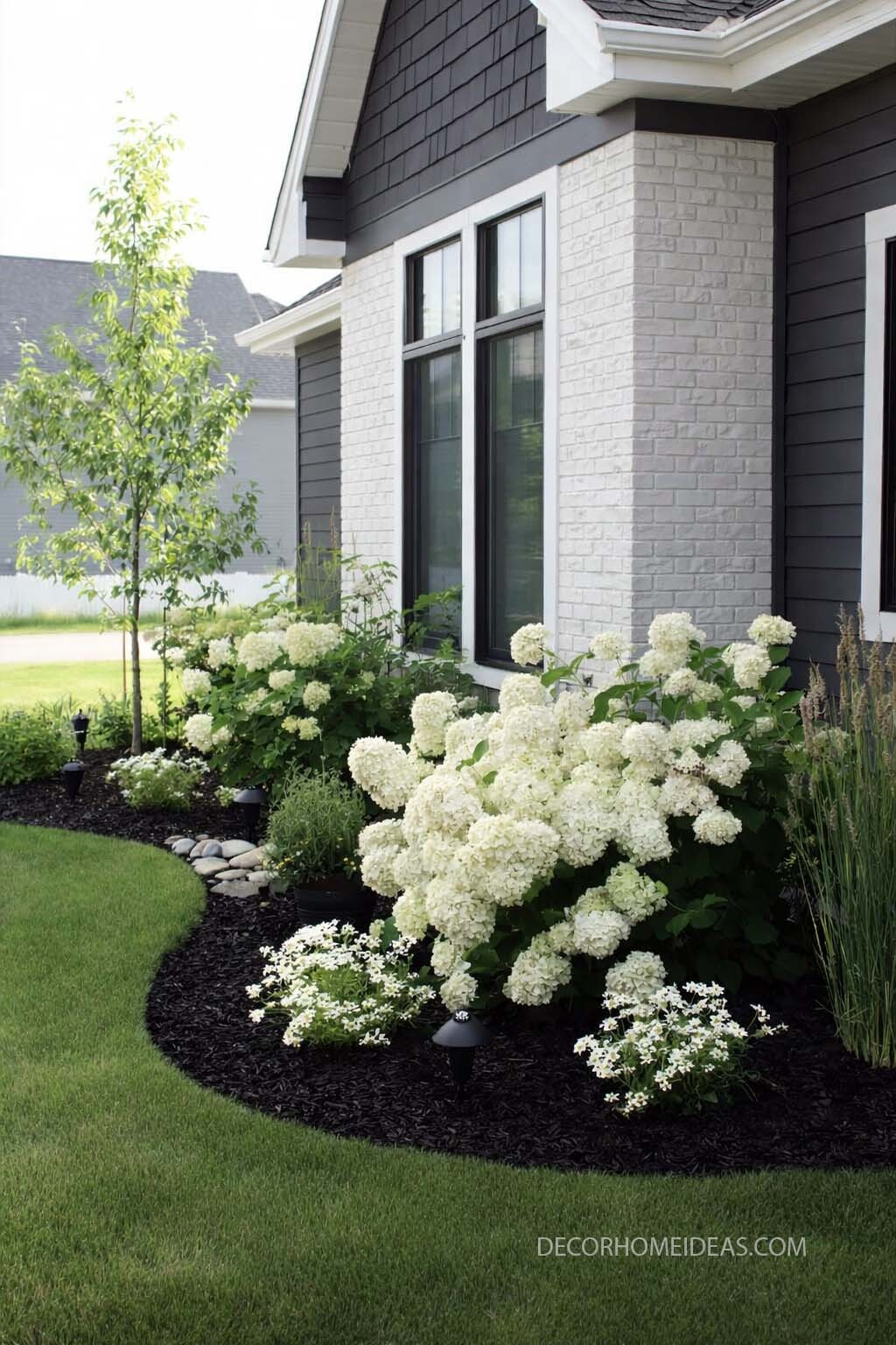 Modern Black Mulch Front Yard with White Hydrangeas