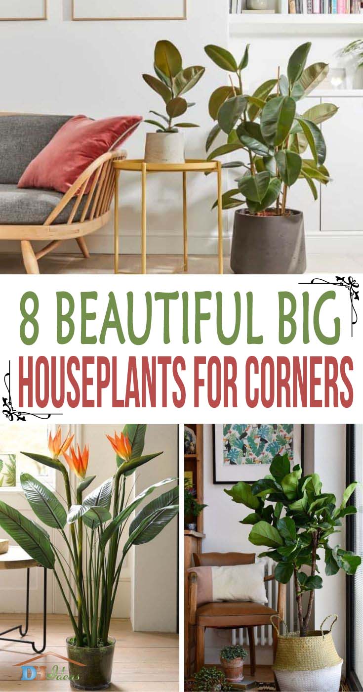 These are the best and most beautiful big houseplants that you can put in the corners of your home and create a fresher look.