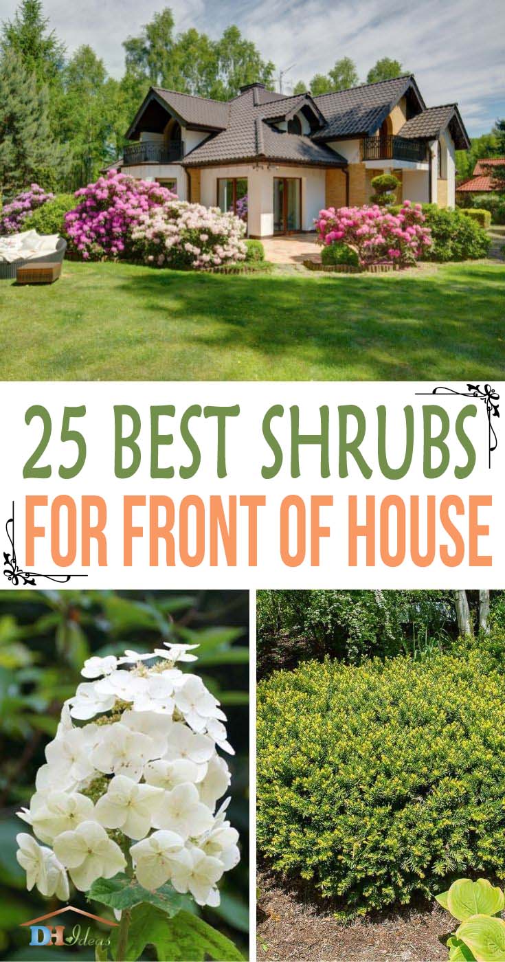 25 Beautiful Shrubs For Front Of House, Best Shrubs For Landscaping In Front Of House