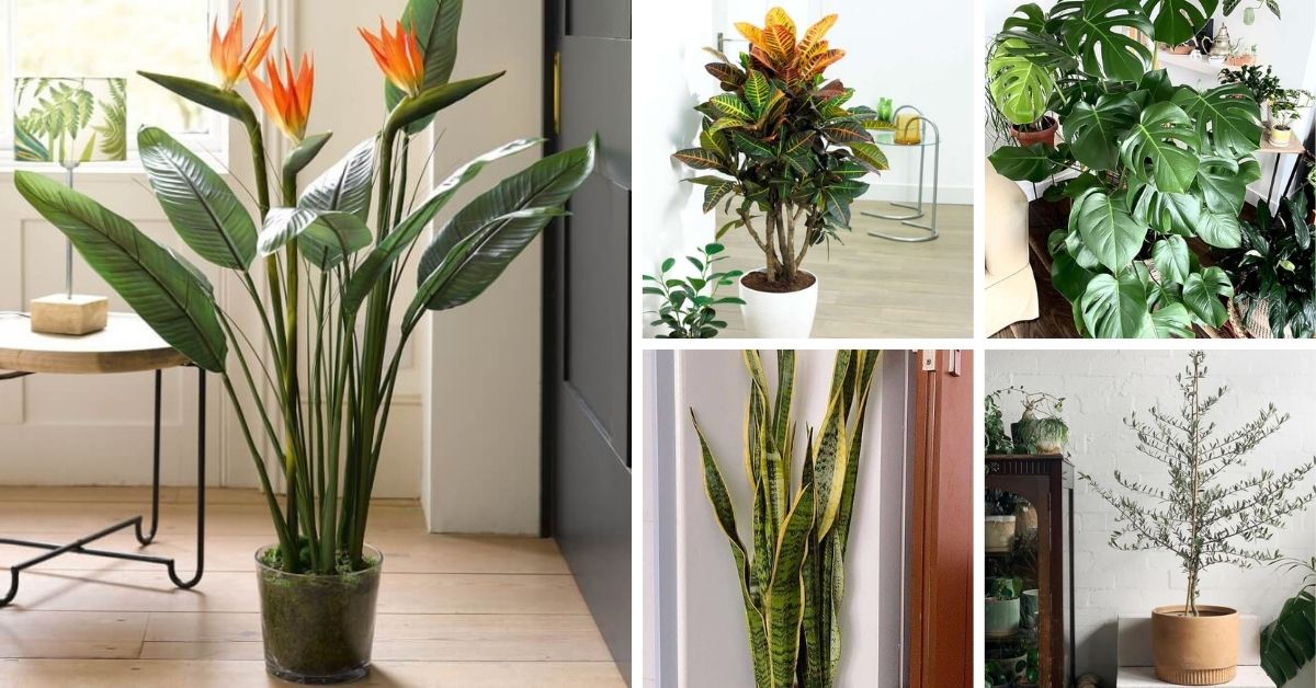 Big Houseplants For The Corners Of Your Home