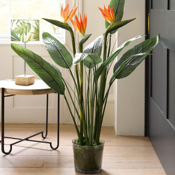 Bird of Paradise #bighouseplants #decorhomeideas