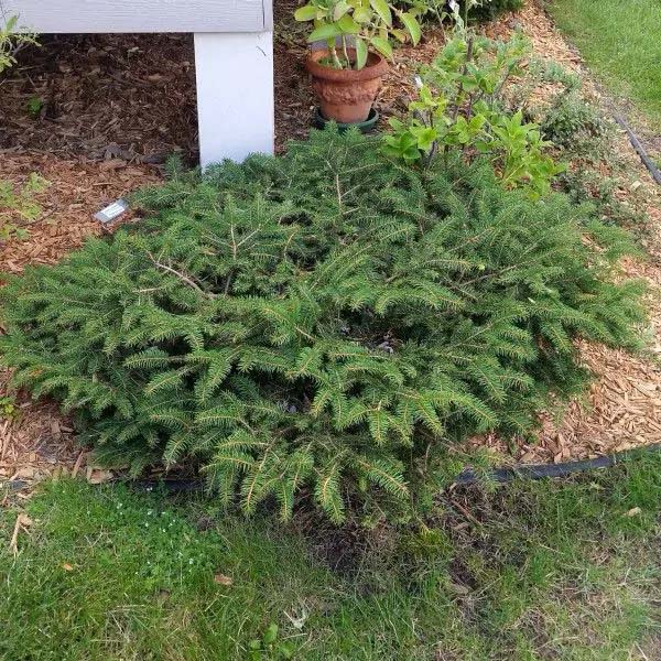 Bird's Nest Norway Spruce #shrubs #frontyard #decorhomeideas