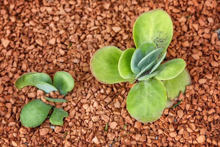 Brick Chips Landscaping Rocks