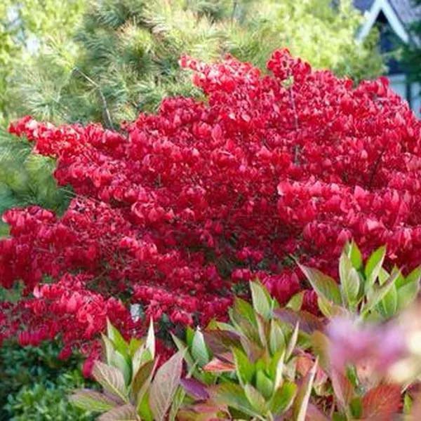 Burning Bush #shrubs #frontyard #decorhomeideas