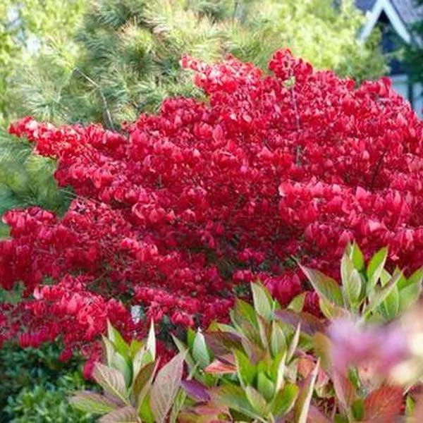 25 Beautiful Shrubs For Front Of House, Best Shrubs For Landscaping Front Of House