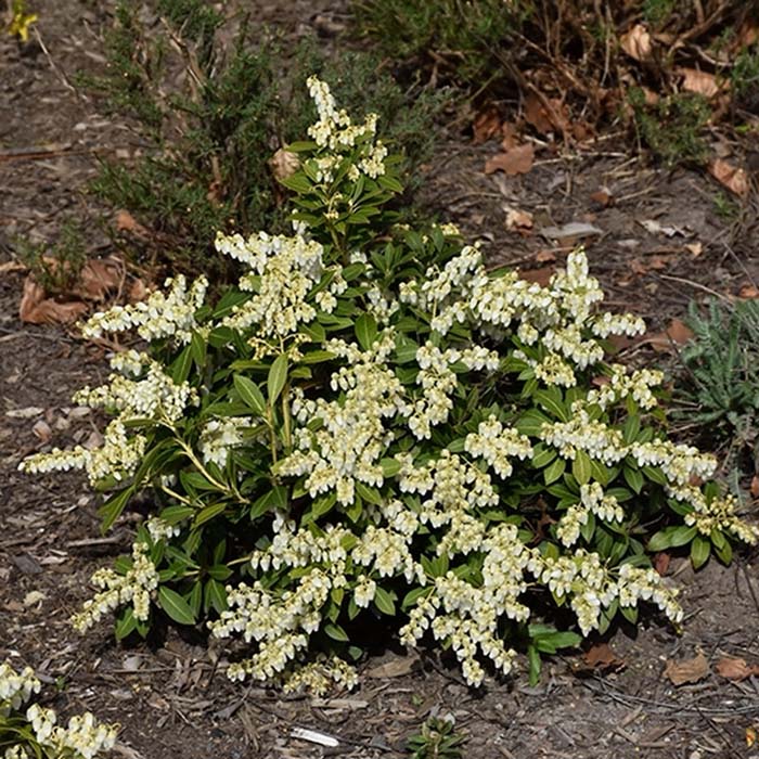 Cavatine Dwarf Japanese Pieris #shrubs #frontyard #decorhomeideas