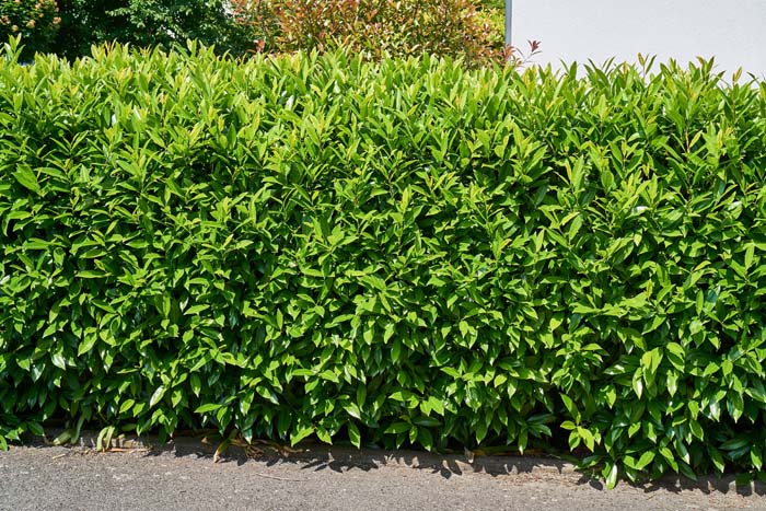 Cherry Laurel #shrubs #frontyard #decorhomeideas