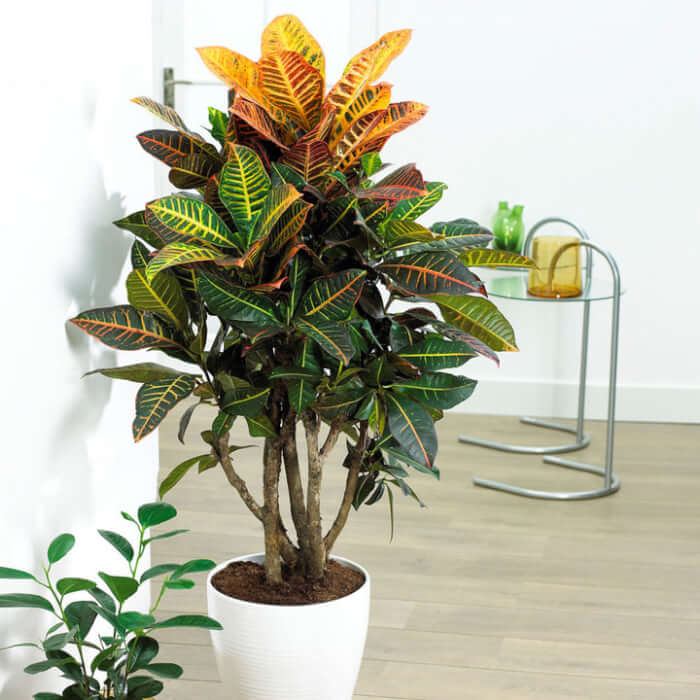 Croton #bighouseplants #decorhomeideas