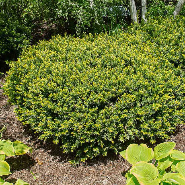 Dense Spreading Yew #shrubs #frontyard #decorhomeideas