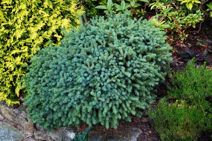Dwarf Black Spruce #shrubs #frontyard #decorhomeideas
