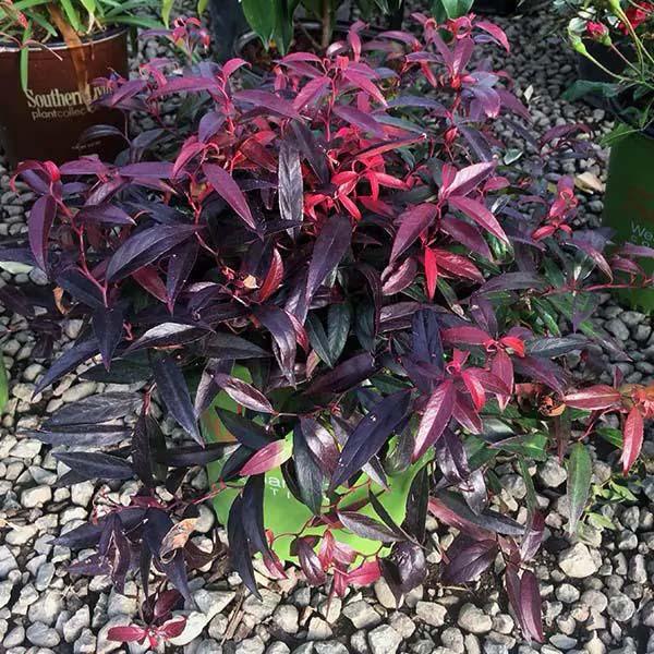 Dwarf Leucothoe #shrubs #frontyard #decorhomeideas