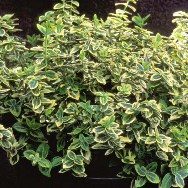 Emerald N Gold Wintercreeper #shrubs #frontyard #decorhomeideas