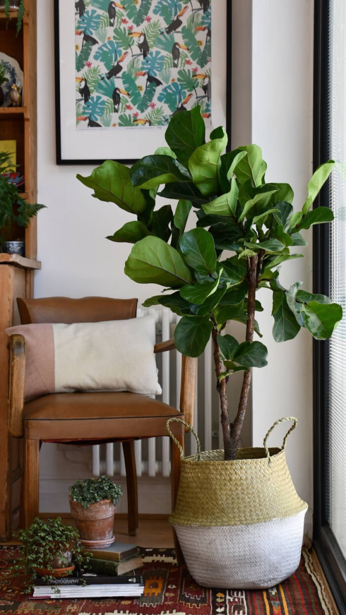 Fiddle Leaf Fig #bighouseplants #decorhomeideas