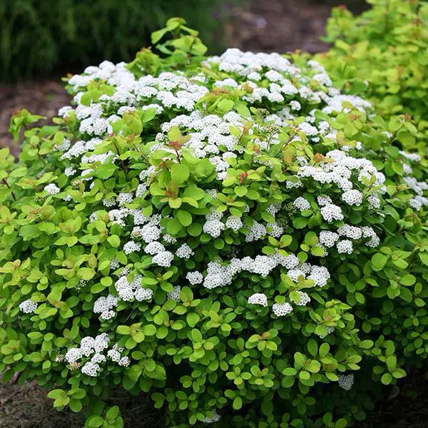 Glow Girl Spirea #shrubs #frontyard #decorhomeideas