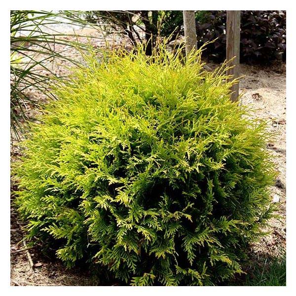 Golden Globe Arborvitae #shrubs #frontyard #decorhomeideas