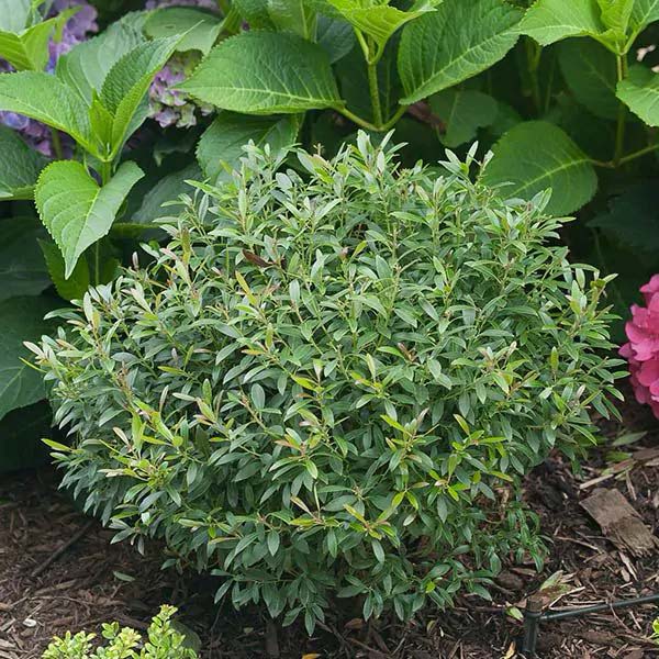 Inkberry #shrubs #frontyard #decorhomeideas