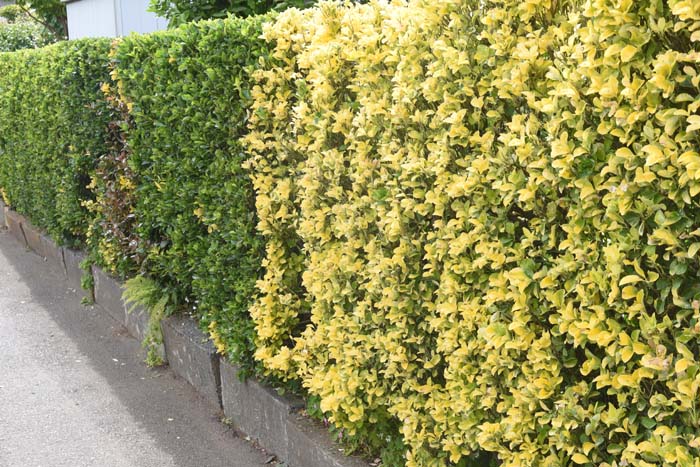 Japanese Boxwood #shrubs #frontyard #decorhomeideas