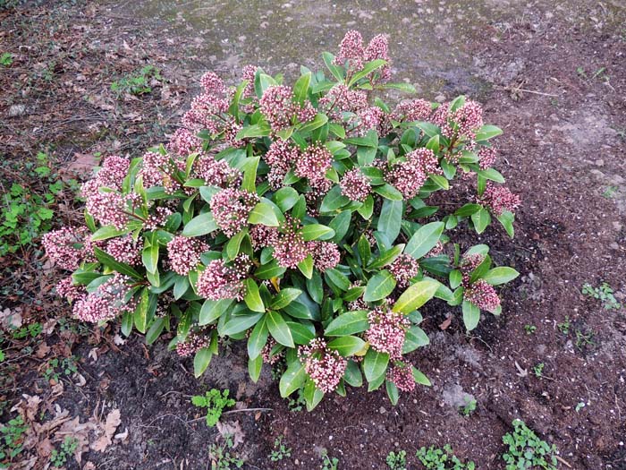 Japanese Skimmias #shrubs #frontyard #decorhomeideas