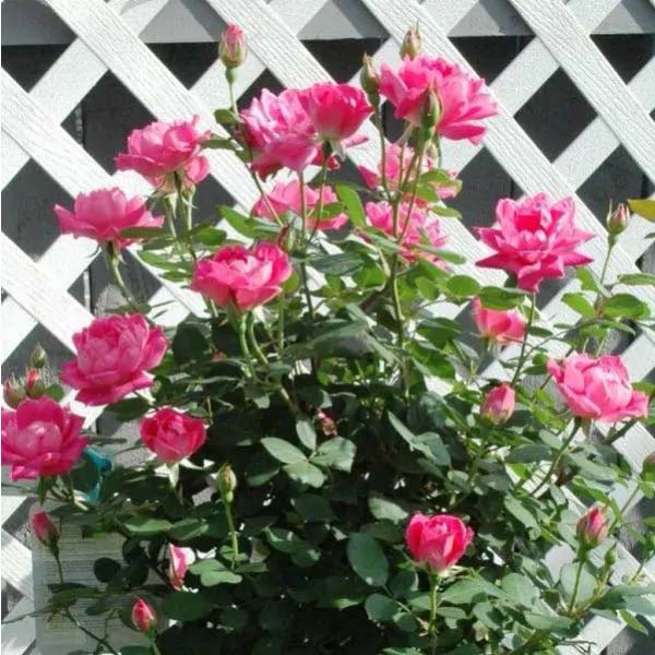 Knock Out Roses #shrubs #frontyard #decorhomeideas