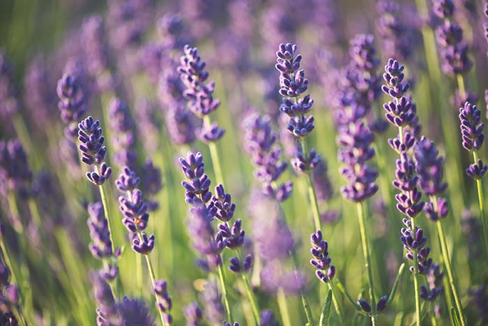 Lavender Shrubs For Front Of House