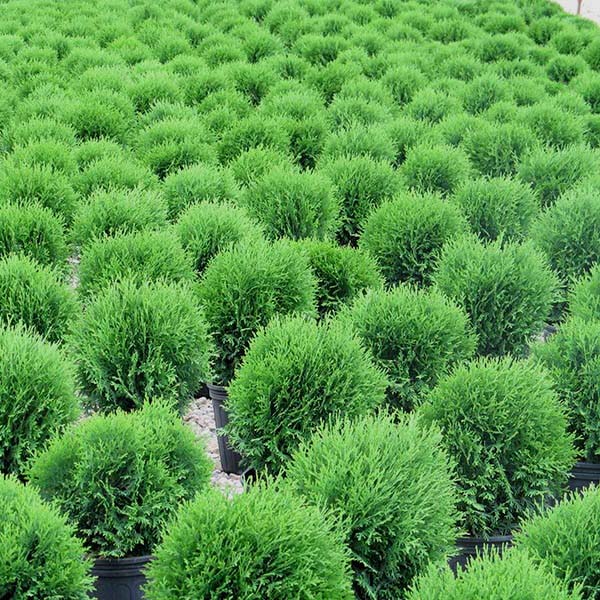 Little Giant Arborvitae #shrubs #frontyard #decorhomeideas