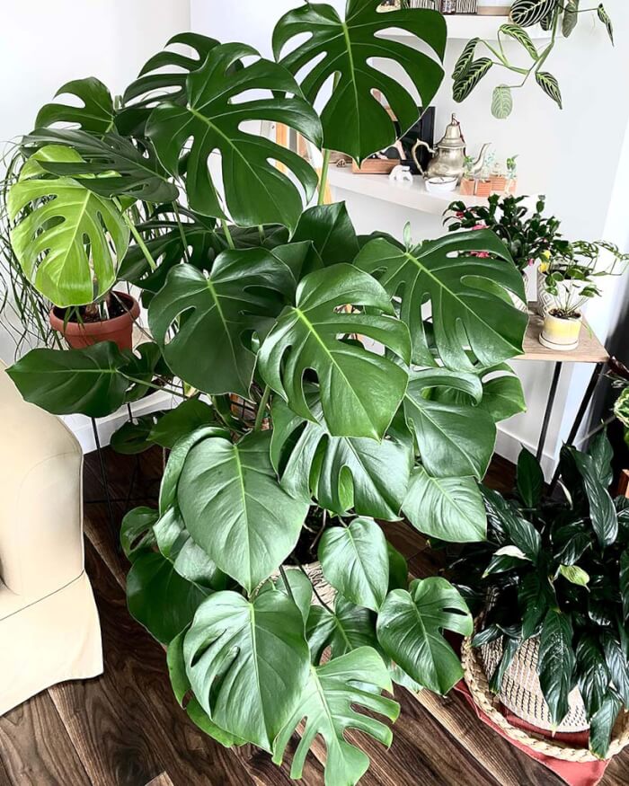 Monstera Plant #bighouseplants #decorhomeideas