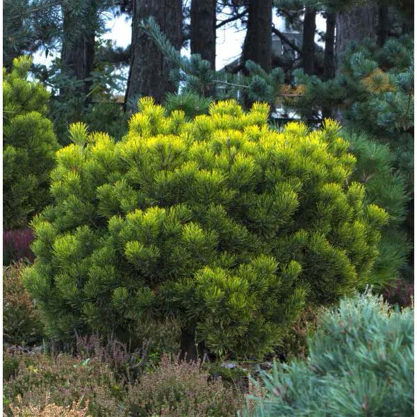 Mugo Pine #shrubs #frontyard #decorhomeideas