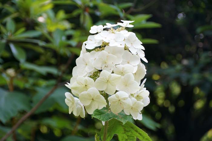 Oakleaf Hydrangea #shrubs #frontyard #decorhomeideas