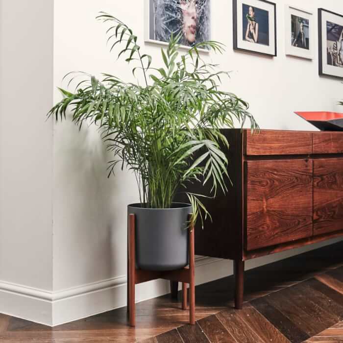 Parlor Palm #bighouseplants #decorhomeideas