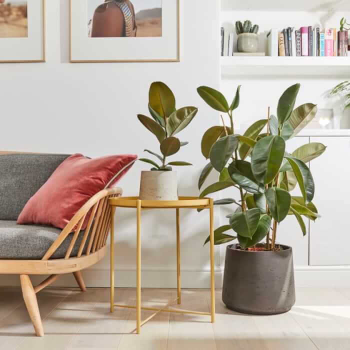 Rubber Plant #bighouseplants #decorhomeideas