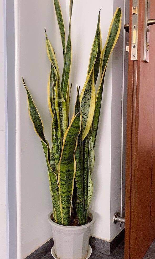 Snake Plant #bighouseplants #decorhomeideas