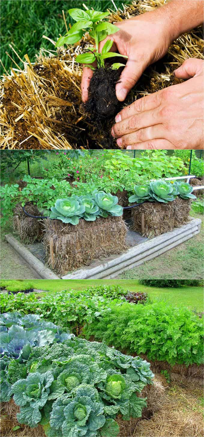 Straw Bale Above Ground Garden Beds #decorhomeideas