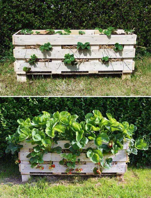 Strawberry Pallet Planter #decorhomeideas