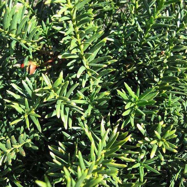 Taunton Spreading Yew #shrubs #frontyard #decorhomeideas