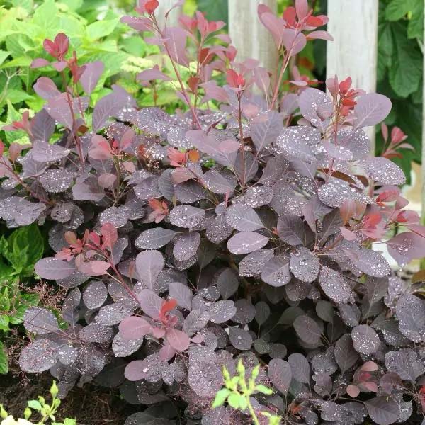 Winecraft Black Smokebush #shrubs #frontyard #decorhomeideas