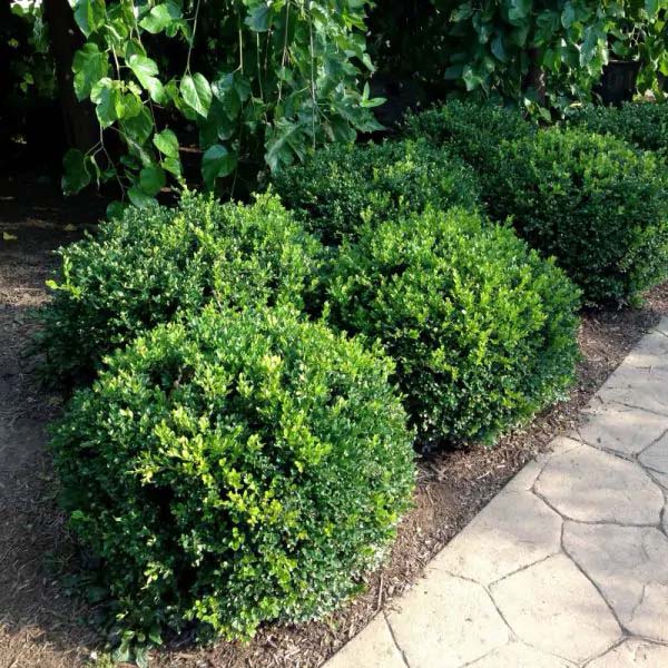 Winter Gem Boxwood #shrubs #frontyard #decorhomeideas