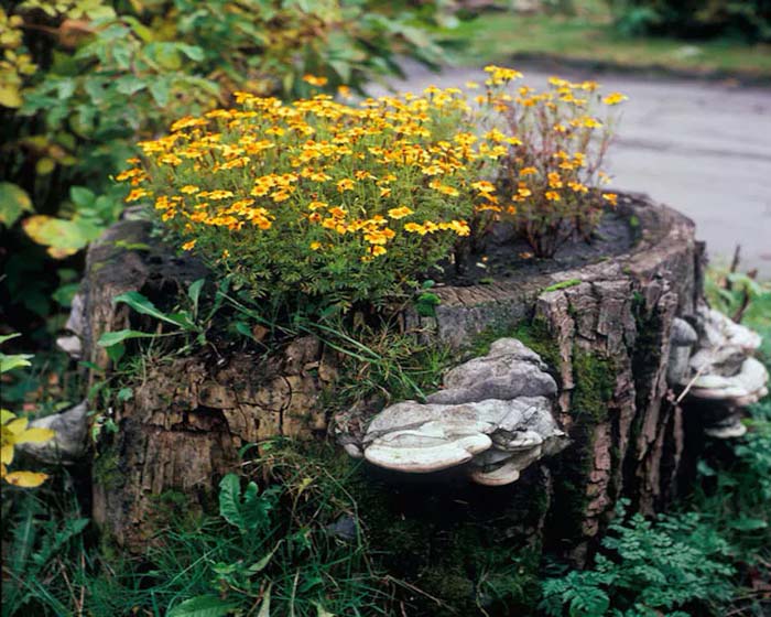 Aged Fungus Feature #decorhomeideas