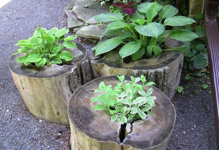 Freshly Stripped Stumps #decorhomeideas